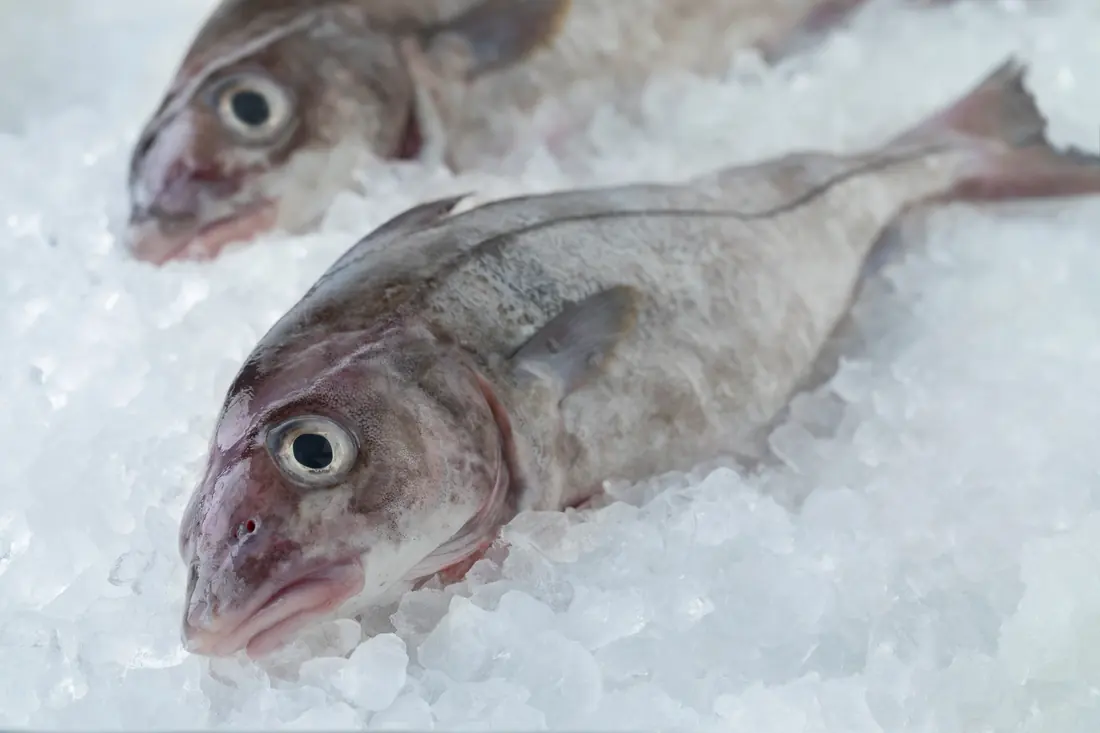 Whole haddock on crushed ice